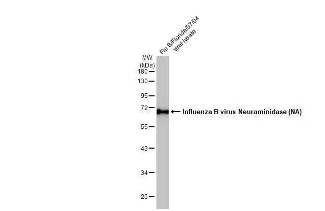 Influenza B Virus Neuraminidase Antibody (HL1476) - Azide and BSA Free