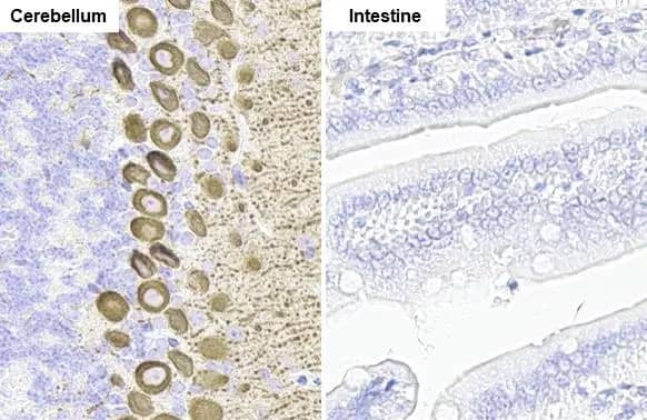 IP3R1 Antibody (HL1541) - Azide and BSA Free