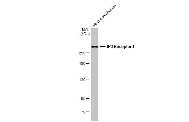 IP3R1 Antibody (HL1541) - Azide and BSA Free