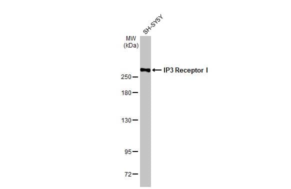 IP3R1 Antibody (HL1541) - Azide and BSA Free