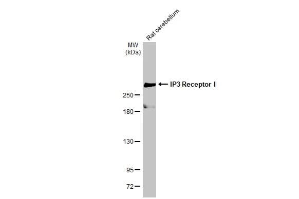 IP3R1 Antibody (HL1541) - Azide and BSA Free