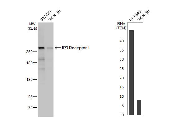 IP3R1 Antibody (HL1541) - Azide and BSA Free