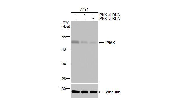 IPMK Antibody (HL2244) - Azide and BSA Free