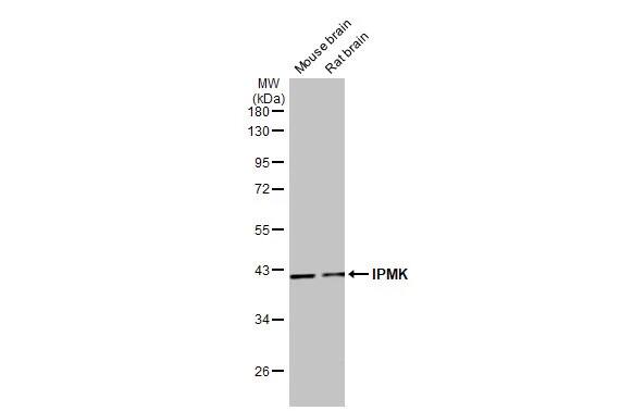 IPMK Antibody (HL2244) - Azide and BSA Free