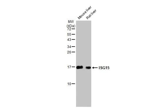 ISG15/UCRP Antibody (HL2017) - Azide and BSA Free