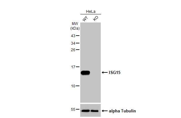 ISG15/UCRP Antibody (HL2017) - Azide and BSA Free