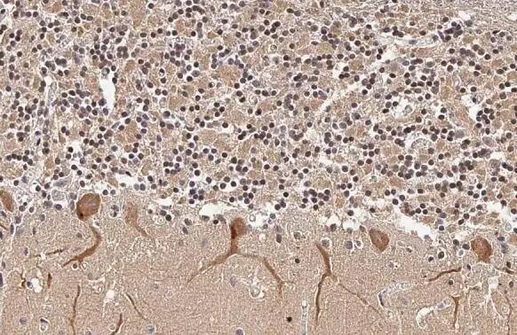 ISG15/UCRP Antibody (HL2017) - Azide and BSA Free