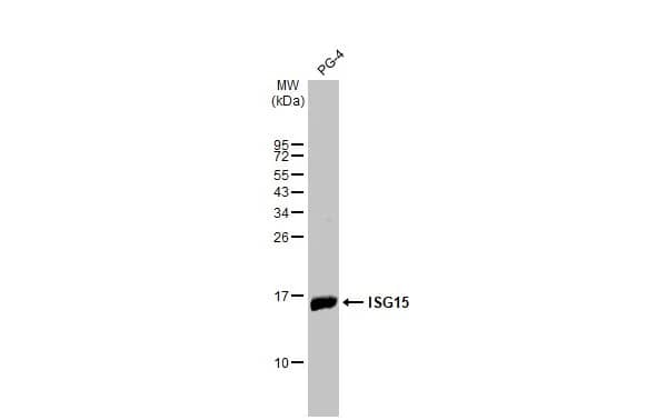 ISG15/UCRP Antibody (HL2017) - Azide and BSA Free