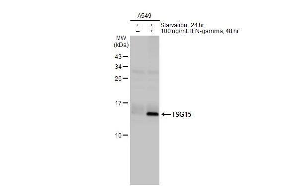 ISG15/UCRP Antibody (HL2017) - Azide and BSA Free