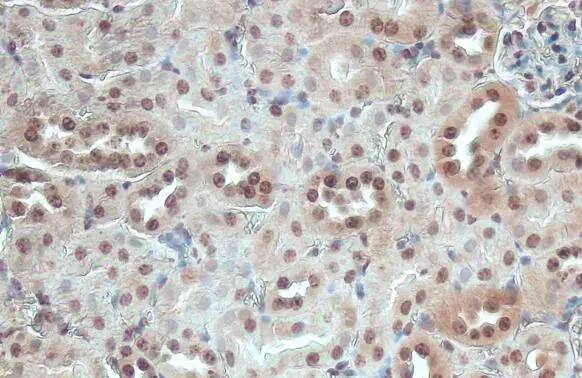 ITK Antibody (HL1264) - Azide and BSA Free