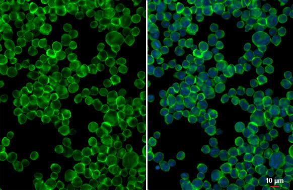 ITK Antibody (HL1264) - Azide and BSA Free