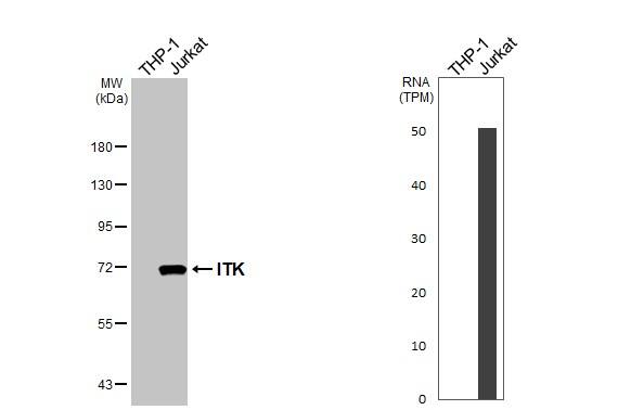 ITK Antibody (HL1264) - Azide and BSA Free