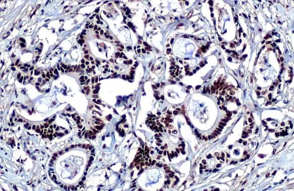 KAP1 Antibody (HL1539) - Azide and BSA Free