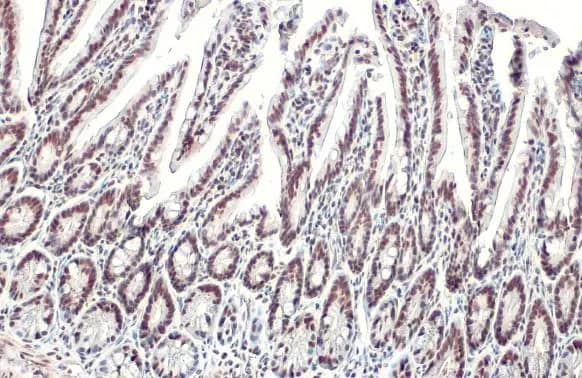 KAP1 Antibody (HL1539) - Azide and BSA Free