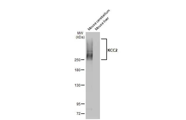 KCC2/SLC12A5 Antibody (HL2535) - Azide and BSA Free