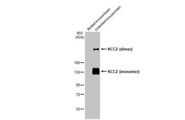 KCC2/SLC12A5 Antibody (HL2535) - Azide and BSA Free