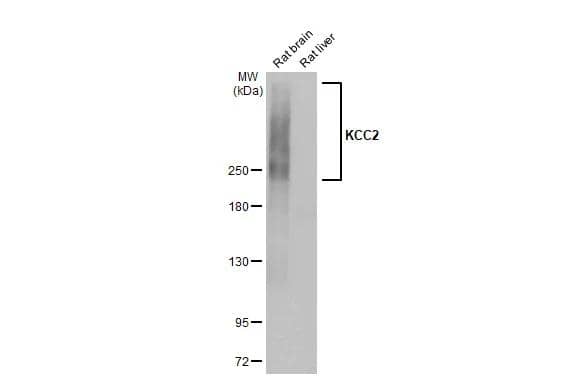 KCC2/SLC12A5 Antibody (HL2535) - Azide and BSA Free