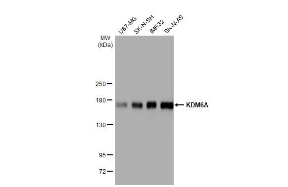 KDM6A Antibody (HL1731) - Azide and BSA Free