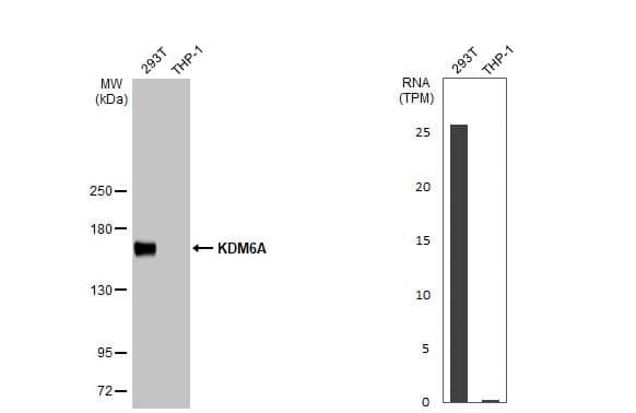 KDM6A Antibody (HL1731) - Azide and BSA Free