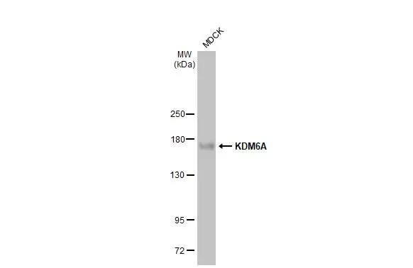 KDM6A Antibody (HL2068) - Azide and BSA Free