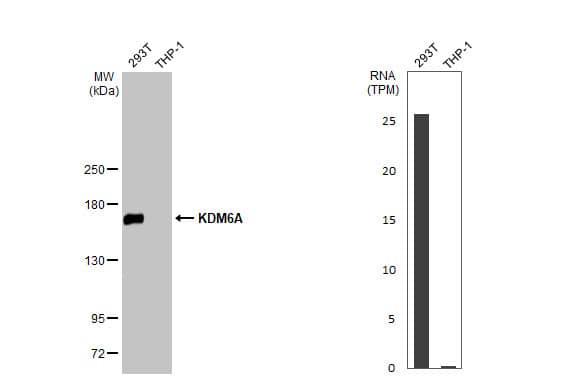 KDM6A Antibody (HL2068) - Azide and BSA Free