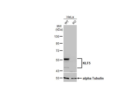 KLF5 Antibody (HL2269) - Azide and BSA Free