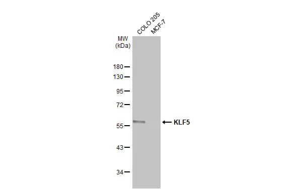 KLF5 Antibody (HL2269) - Azide and BSA Free