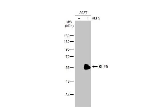 KLF5 Antibody (HL2269) - Azide and BSA Free