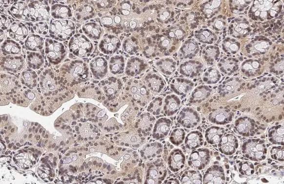 KLF5 Antibody (HL2269) - Azide and BSA Free