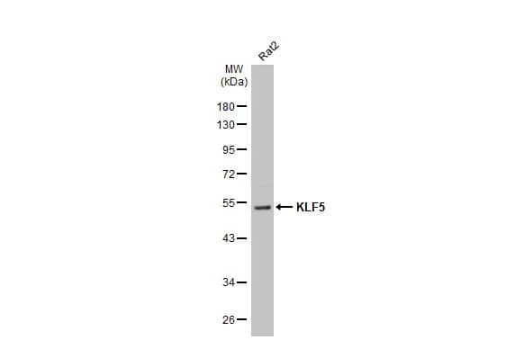 KLF5 Antibody (HL2269) - Azide and BSA Free