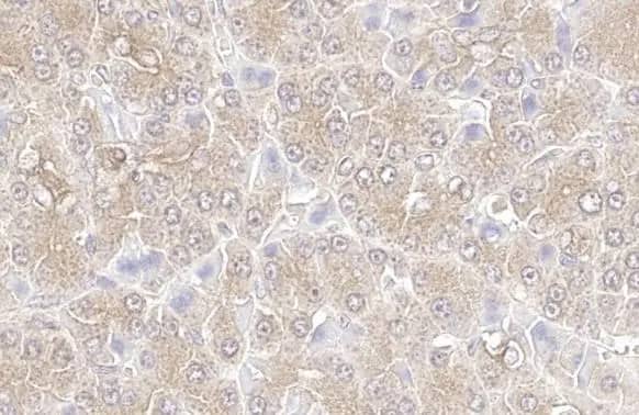KPNA3 Antibody (HL1573) - Azide and BSA Free