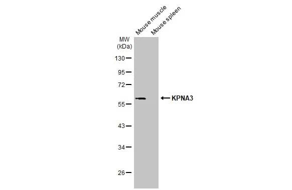 KPNA3 Antibody (HL1573) - Azide and BSA Free