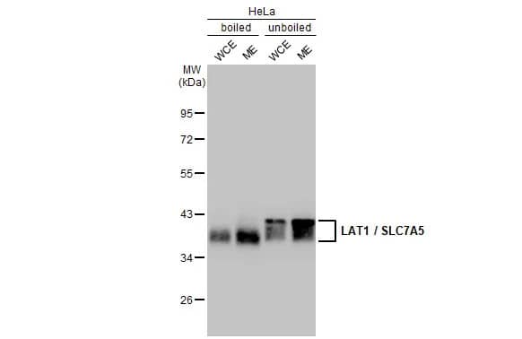 SLC7A5/LAT1 Antibody (HL2353) - Azide and BSA Free