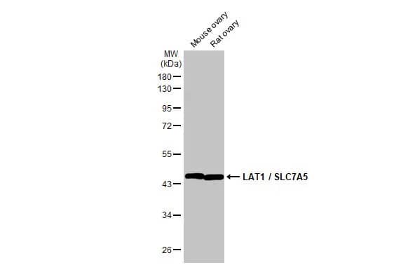 SLC7A5/LAT1 Antibody (HL2353) - Azide and BSA Free