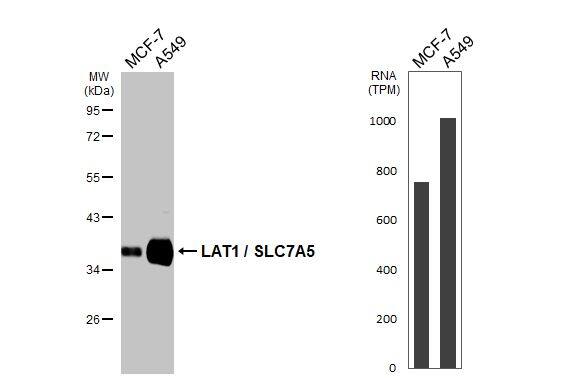 SLC7A5/LAT1 Antibody (HL2353) - Azide and BSA Free