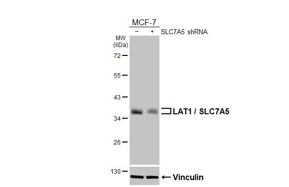 SLC7A5/LAT1 Antibody (HL2353) - Azide and BSA Free