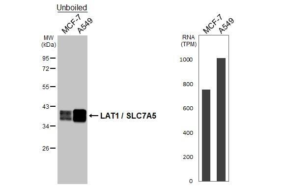 SLC7A5/LAT1 Antibody (HL2353) - Azide and BSA Free