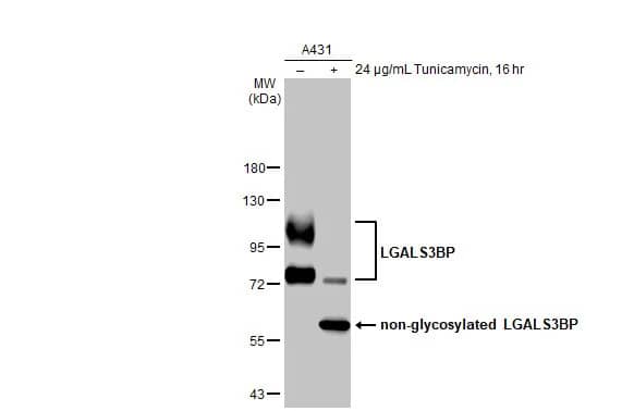 Galectin-3BP/MAC-2BP/LGALS3BP Antibody (HL2168) - Azide and BSA Free