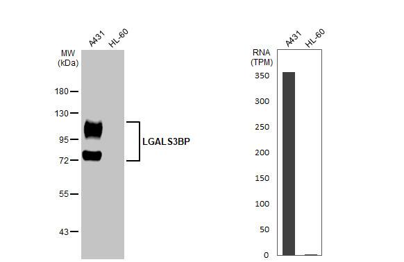 Galectin-3BP/MAC-2BP/LGALS3BP Antibody (HL2168) - Azide and BSA Free