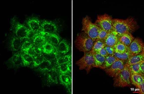 Galectin-3BP/MAC-2BP/LGALS3BP Antibody (HL2168) - Azide and BSA Free