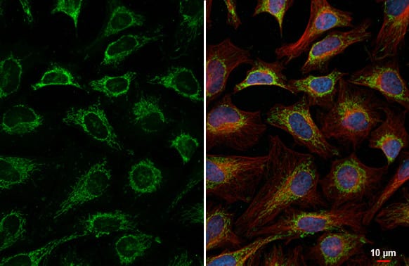 LRPPRC Antibody (HL2056) - Azide and BSA Free