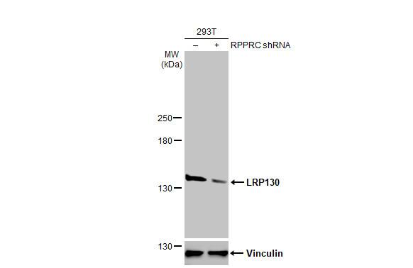 LRPPRC Antibody (HL2056) - Azide and BSA Free