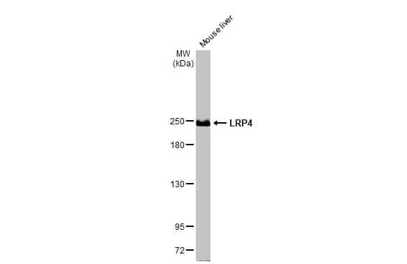 LRP-4 Antibody (HL2080) - Azide and BSA Free