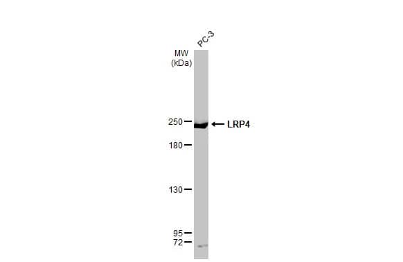 LRP-4 Antibody (HL2080) - Azide and BSA Free