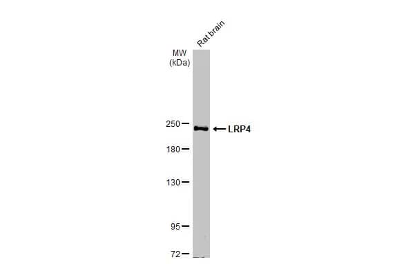 LRP-4 Antibody (HL2080) - Azide and BSA Free