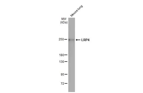 LRP-4 Antibody (HL2080) - Azide and BSA Free