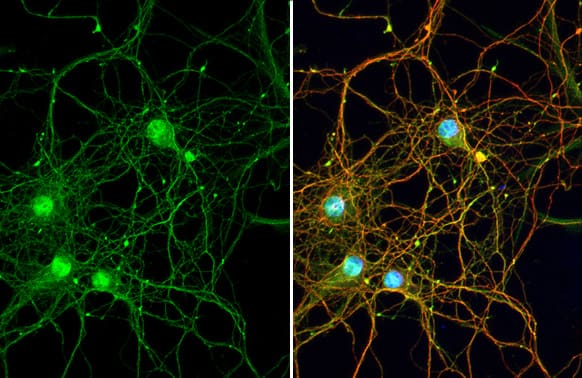 LRP-4 Antibody (HL2080) - Azide and BSA Free