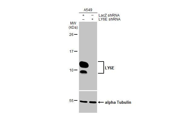 Ly-6E Antibody (HL1933) - Azide and BSA Free