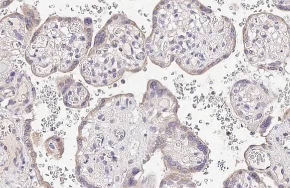 Ly-6E Antibody (HL1933) - Azide and BSA Free