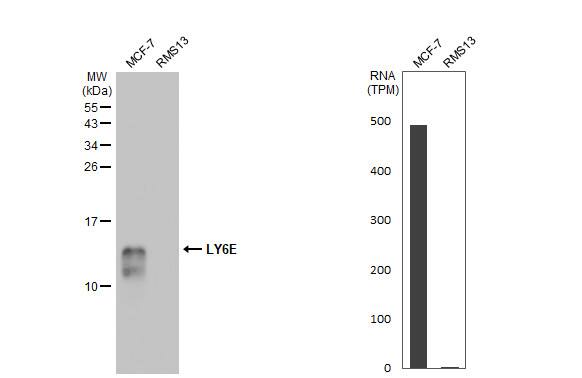 Ly-6E Antibody (HL1933) - Azide and BSA Free